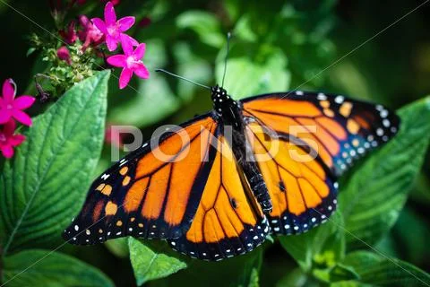 Monarch Danaus Plexippus Stock Photos