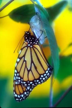Monarch Drying Wings Stock Photos