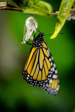 Monarch Eclosed 스톡 사진