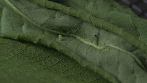 Monarch, egg hatching a caterpillar is born. 스톡 동영상 168046997