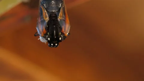 Monarch emerges from Chrysalis Macro Stock Footage 135598326