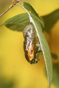 Monarch Emerging from Chrysalis Stock Photos