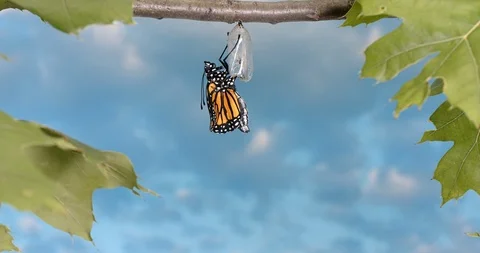 Monarch Emerging from a Chrysalis, time lapse. Vídeo Stock 112359229