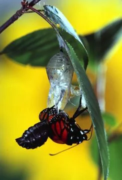Monarch Emerging Stock Photos