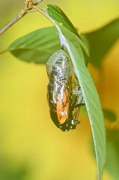 Monarch Emerging1 Stock Photos