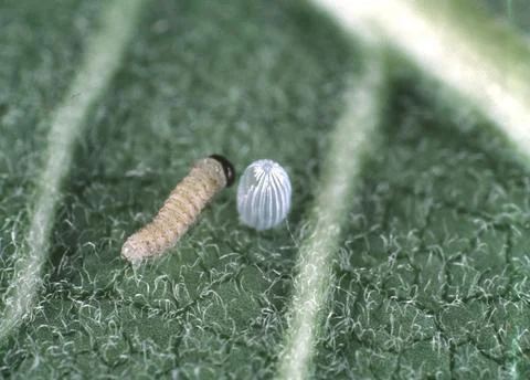 Monarch First Instar Stock Photos