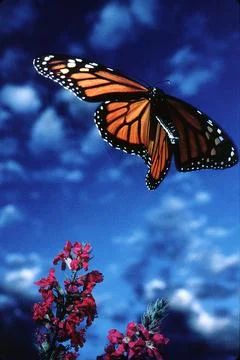 Monarch in Flight Stock Photos