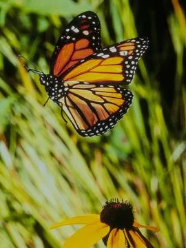 Monarch in Flight Stock Photos
