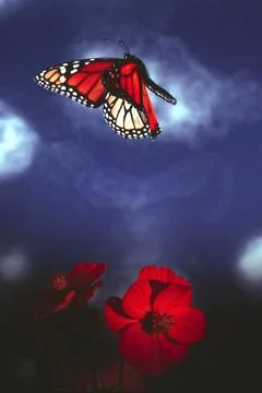 Monarch in Flight Stock Photos