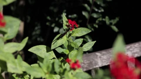 Monarch on a flower bush in the wind Video stock 156770941
