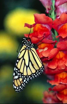 Monarch on Flower Stock Photos