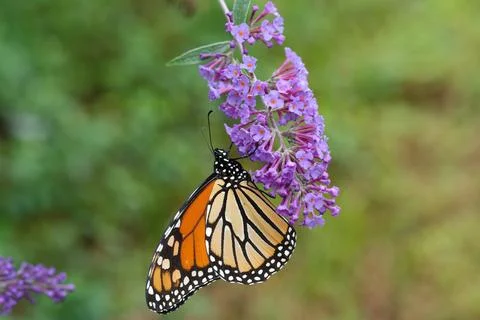 Monarch on Flower Stock Photos