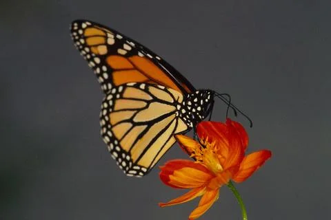 Monarch on Flower2 Stock Photos