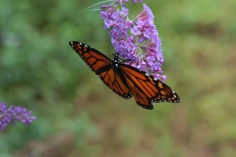 Monarch on Flower2 Stock Photos