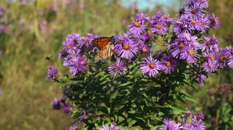 Monarch on Flowers Stock Footage 35467829