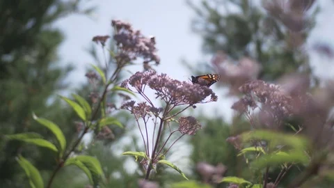 Monarch flying off of milkweed Stock Footage