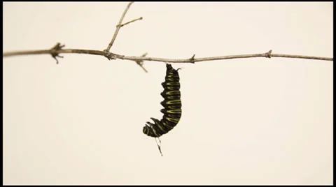 Monarch Stock Footage 27734946