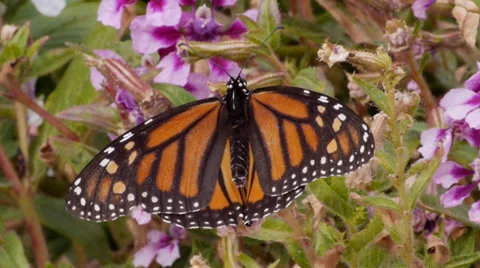 Monarch Stock Footage 35194660