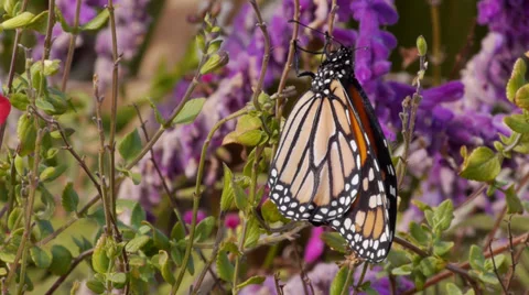 Monarch Stock Footage 35194681