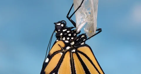 Monarch Vídeo Stock 112359469