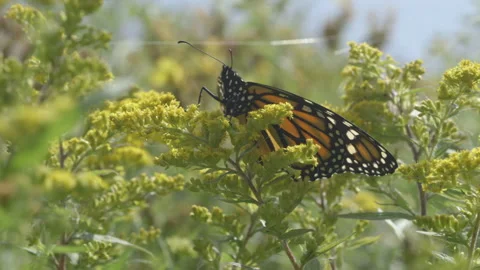 Monarch Stock Footage 144752239