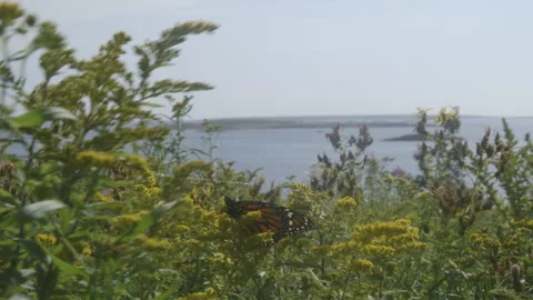 Monarch Stock Footage 144752268