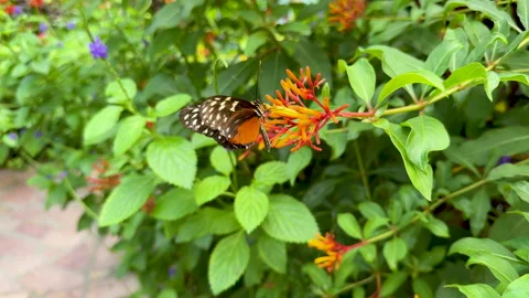 Monarch Hypolimnas Misippus Video stock 292616058