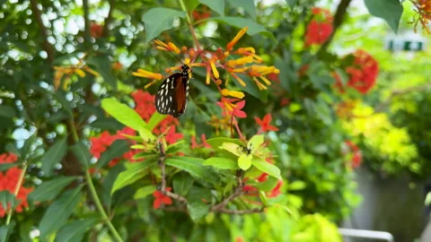 Monarch Hypolimnas Misippus Video stock 292619983