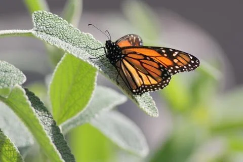 Monarch on a Leaf Stock Photos