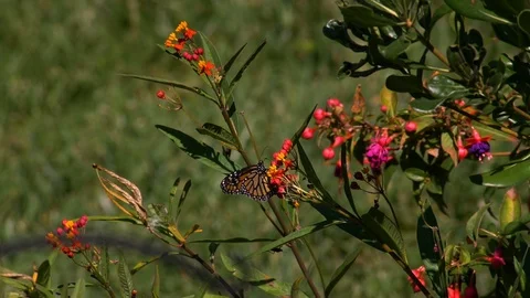 Monarch Leaves Flower Patch Slow Motion 180fps 스톡 동영상 93717108