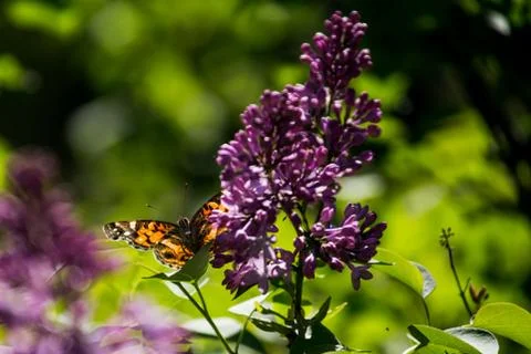 Monarch on lilacs Stock Photos