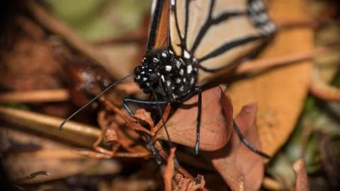 Monarch Macro 스톡 사진