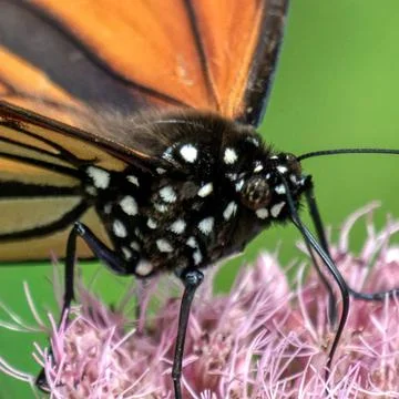 Monarch Macro Stock Photos