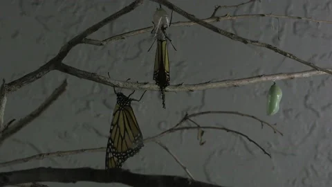 Monarch metamorphosis cycle Stock Footage 168047242