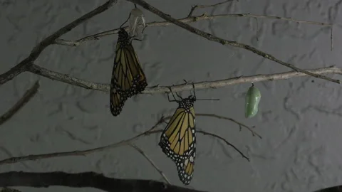 Monarch metamorphosis cycle Stock Footage 168047336