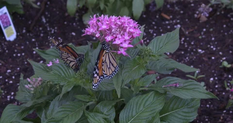 Monarch metamorphosis cycle Stock Footage 168047768