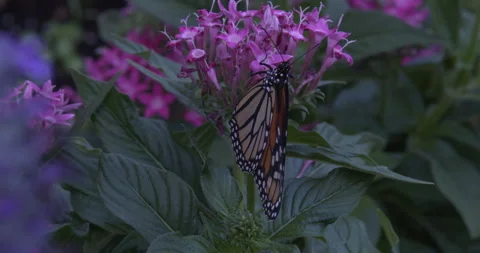 Monarch metamorphosis cycle Stock Footage 168048100