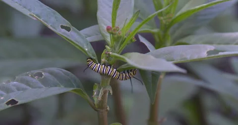Monarch metamorphosis cycle Stock Footage 168048103
