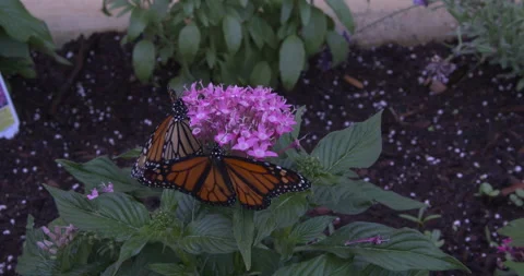 Monarch metamorphosis cycle Stock Footage 168048157