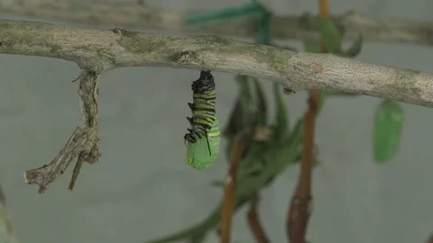 Monarch metamorphosis cycle Stock Footage 168048763