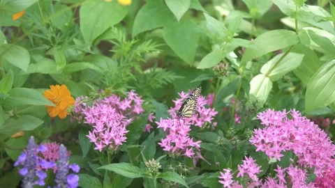 Monarch metamorphosis cycle Stock Footage 168048973