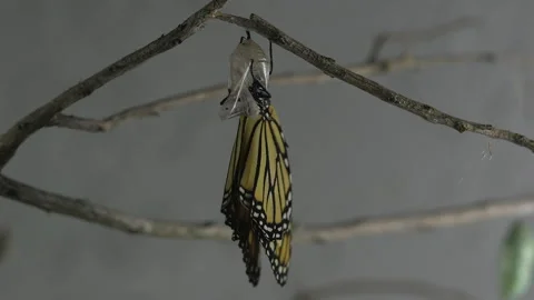 Monarch metamorphosis cycle, time lapse. Stock Footage 168047339