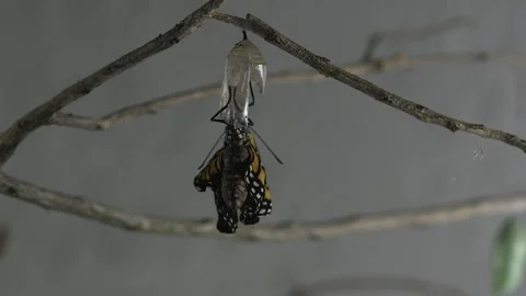 Monarch metamorphosis cycle, time lapse. Stock Footage 168047389