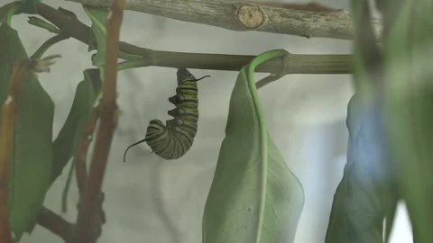 Monarch metamorphosis cycle, time lapse. Stock Footage 168048019