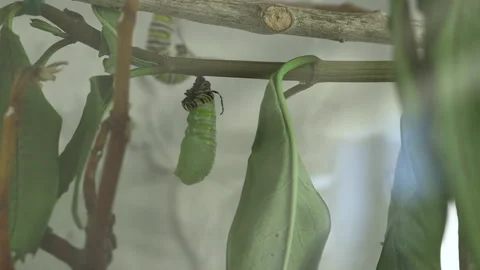 Monarch metamorphosis cycle, time lapse. Stock Footage 168048155