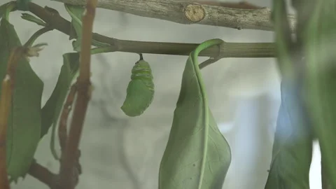 Monarch metamorphosis cycle, time lapse. Stock Footage 168048285