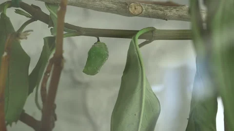 Monarch metamorphosis cycle, time lapse. Stock Footage 168048292