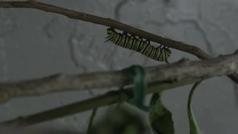 Monarch metamorphosis cycle, time lapse. Stock Footage 168048344