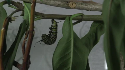 Monarch metamorphosis cycle, time lapse. Stock Footage 168048616