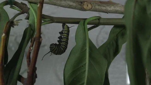 Monarch metamorphosis cycle, time lapse. Stock Footage 168048679